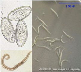 射手座：弓箭与肛门的奇妙相遇