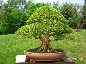 黄杨树有什么风水,黄杨树有什么风水