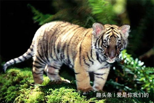 2026年六月出生的虎宝宝取名为带宇字的好名字有哪些？