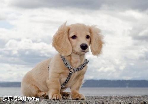 每个生肖都是舔狗的重点培养对象