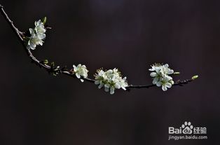 第八种， 酢浆草