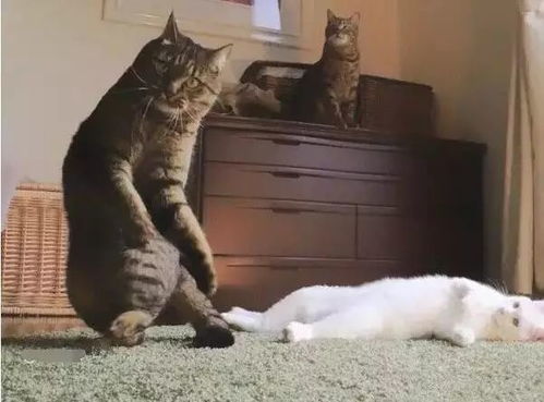 给小猫取特殊的名字怎么取