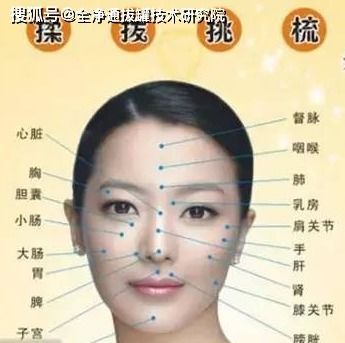 面部经络与气血运行