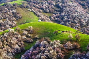 伊犁杏花沟盛花期+摄影攻略，4月必游爆款！