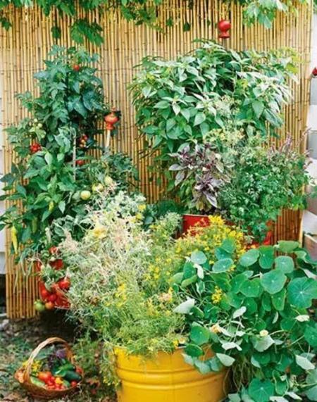 院子里种植蔬菜会对风水产生怎样的影响呢？