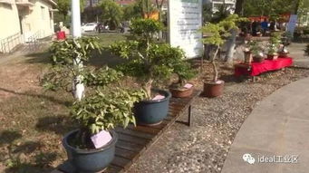 小区门口有花坛风水,小区门口花坛小苗配置