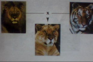 老虎和狮子合不合,老虎和狮子合不合