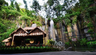 西双版纳原始森林公园：一个相对靠谱的选择