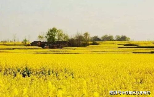 油菜花的“慢热”？