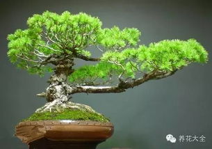 风水Zui好的绿植盆景,风水Zui好的绿植盆景