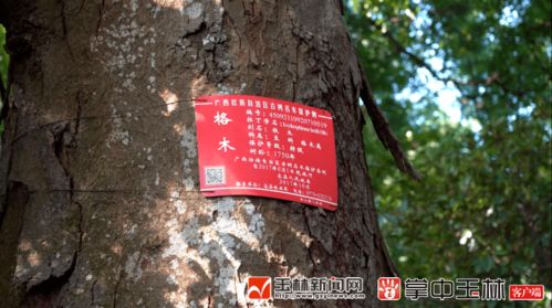 1.2 古树与千年传说