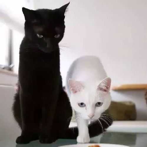 梦到黑猫和白猫