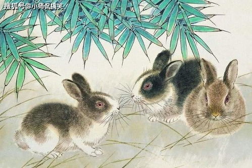 兔子的桃花與財運聯動秘訣