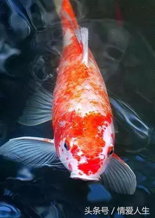 橙色锦鲤属什么生肖年？哪些生肖年份被认为好运连连？