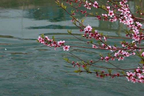 桃花流水属什么生肖？2025年生肖桃花位有何含义？