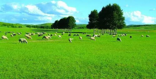 破碎的草原幻想：张北草原2026年血泪实录