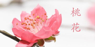 十二生肖中哪个生肖桃花最旺，桃花运势排名是怎样的？