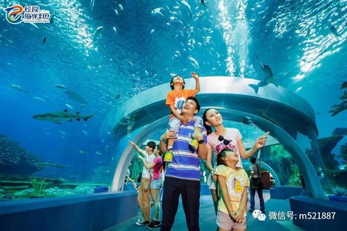 企鹅岛：萌翻全场