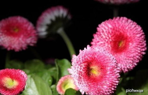 菊花摆在家里有讲究吗,家里摆菊花鲜花好吗