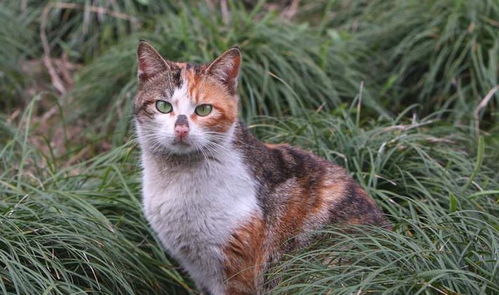 养猫对风水有何影响？我家养只猫是否吉利？