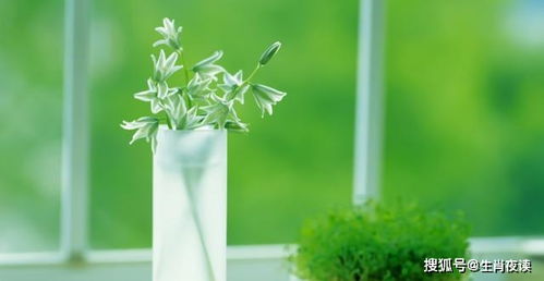 4.1 绿色植物——大自然的灭火器