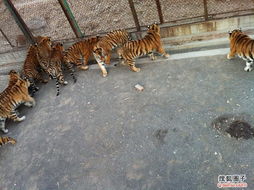 五、除了堪老虎还嫩干啥？瞎逛呗！