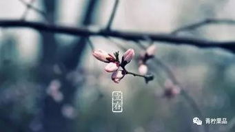 关于立春节分的胡思乱想我真实的迅速疯掉了