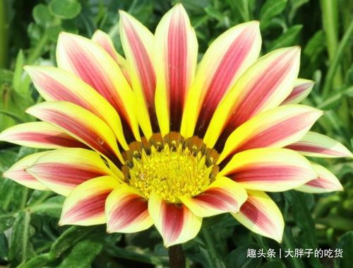 太阳花十二生肖运势中，哪个生肖的财运最为大利？