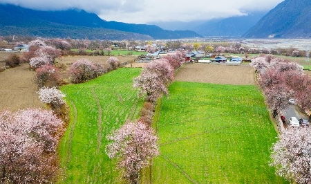 探寻桃花之源， 波密不止有嘎拉村的桃花