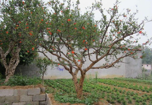 惯与大门两侧种什么：不同侧重点