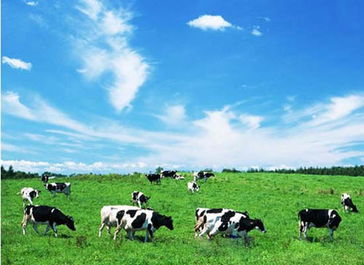 知卜阁：畜牧业饲料公司的命名那些事儿（我知道你们喜欢这个！）