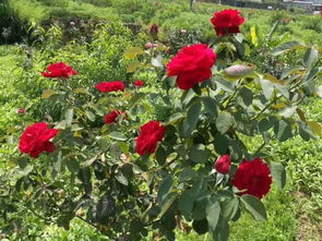 在玻璃渣里开出的玫瑰花