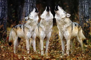 第四章：夜半惊魂， 真实相的揭露