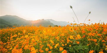 一、 初醒的西湖，晨曦中的诗意，或者说是某种不可名状的期待