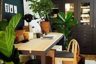 二、 常见的“净化空气”明星植物（随意挑选）