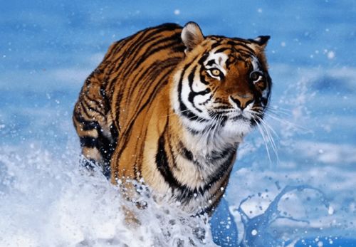 属蛇和虎八字合不合婚姻？男蛇男狗八字合吗是什么意思？