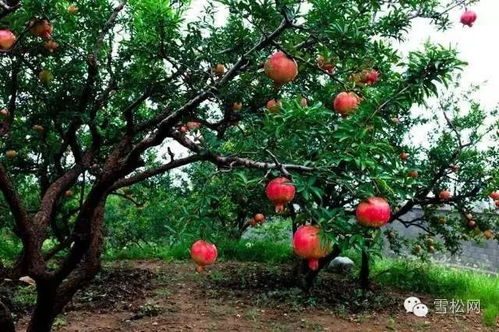 房后栽桃树风水好不好,房屋后栽桃树有什么说法