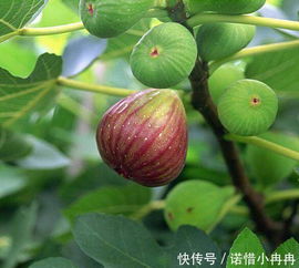 无花果家里种好不好,无花果家里种好不好
