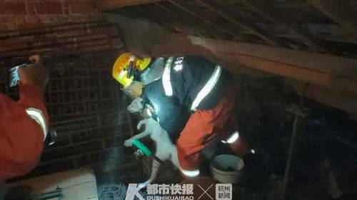 1. 鼠年与双子座的闹腾