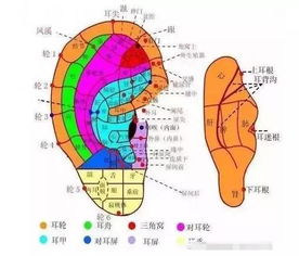 三、耳朵上的肉肉大揭秘
