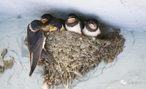 震惊！2026年燕子来你家搭窝竟暗藏这些玄机