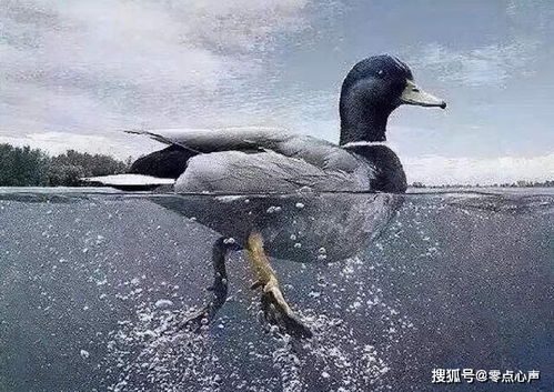 消失的鸭子
