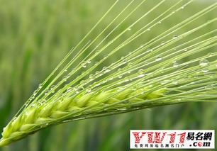 生肖与星象的解读：麦子的吉凶相由心而定