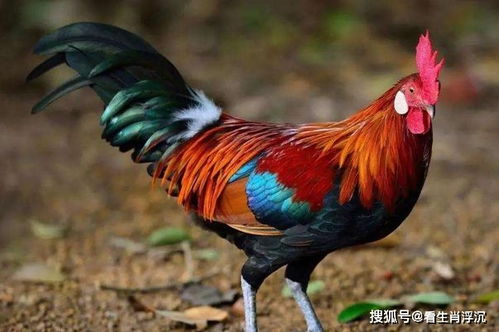 鸡后面是什么生肖？属相配对查询是什么意思？
