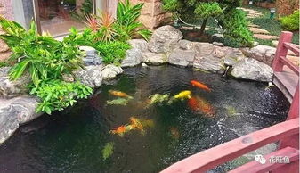 房子前面有鱼塘风水好吗,房子前面有鱼塘风水好吗