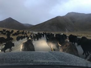 历史的迷雾与不屈的脊梁