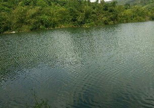 游东风水库,东风水库野钓