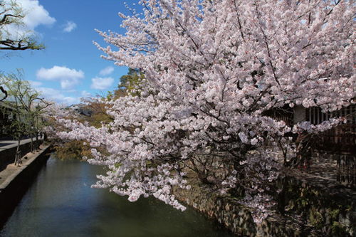 1.1 樱花的“早起”党——植物园樱花大道（其实就是个小路）