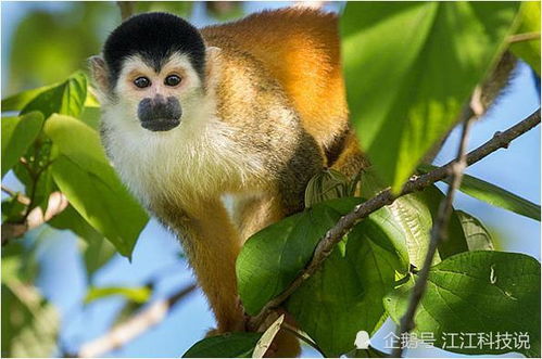 属虎和属猴八字相合吗？属羊属猴的夫妻适合生个属虎的孩子吗？