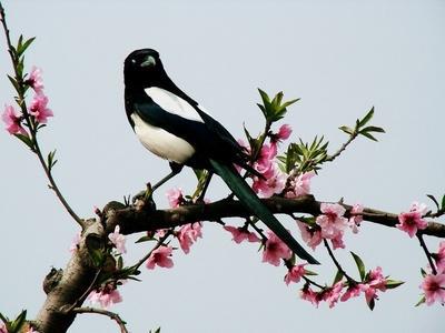 一、 丑时的喜鹊：半夜惊报喜，真实的灵吗？